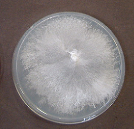 Perenniporia subacida1(POS-Pa23a)